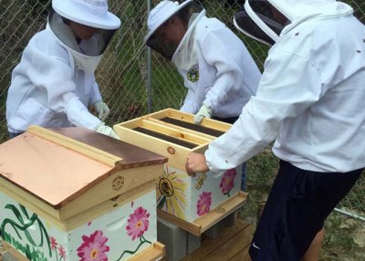 Bright Ideas Spotlight: Cape Hatteras Honey Bees
