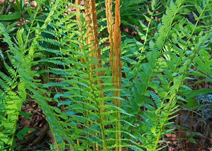 Cinnamon Ferns are Boggy Native Beauties