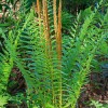 Cinnamon Ferns are Boggy Native Beauties