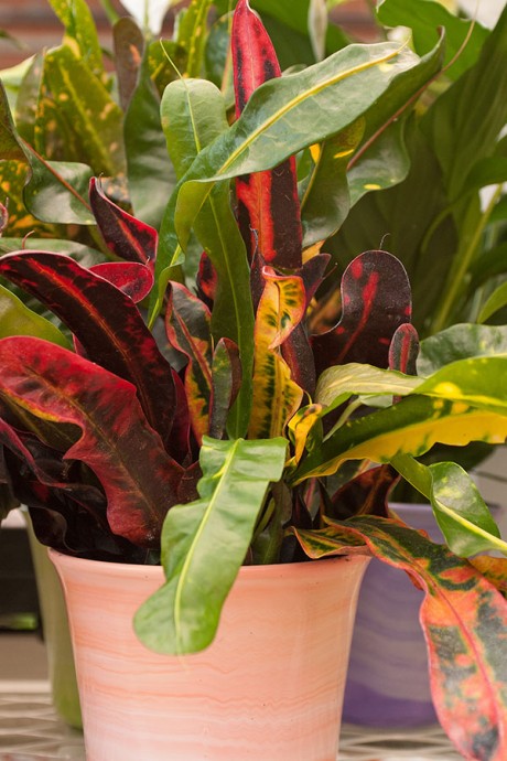 Color Your World with Crotons