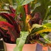 Color Your World with Crotons