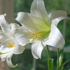Easter Lilies 101