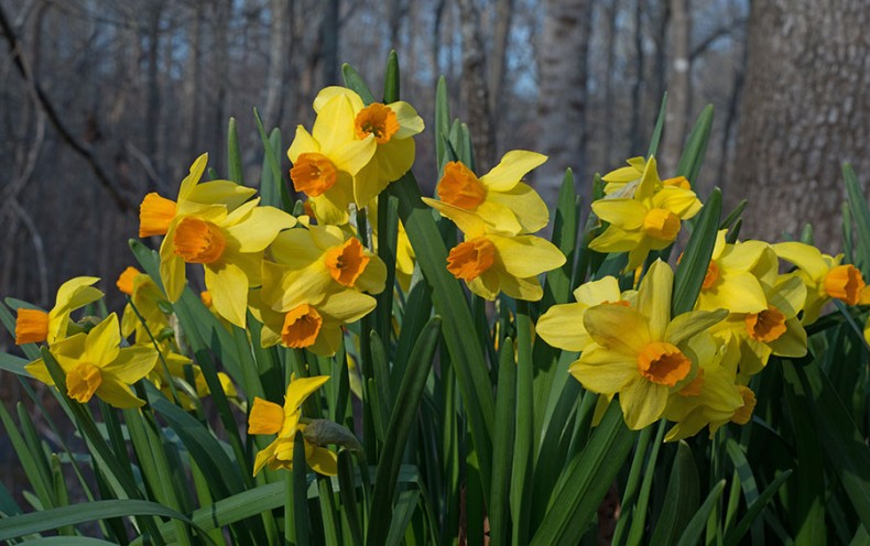 The Little Daffodils