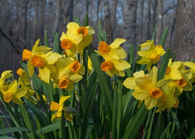 The Little Daffodils