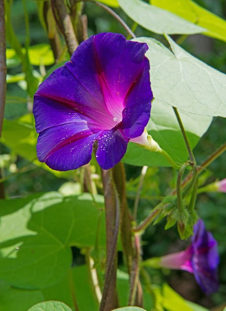 Five Flowering Vines That Provide Fast Cover