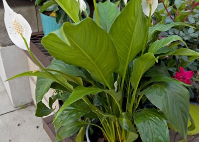 Divide and Conquer: Houseplants to New Offspring