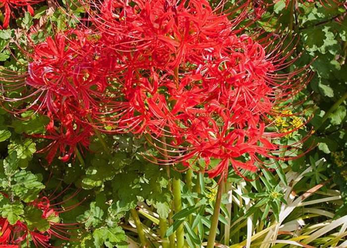 How to Master Red Spider Lily’s Odd Growing Season
