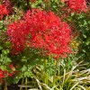 How to Master Red Spider Lily’s Odd Growing Season