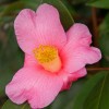Camellias: Long on Beauty 