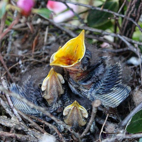 A nest of hungry mockingbird babies lives in our flower bush in the front yard. —Caitlyn Lamere, Elon, Piedmont EMC