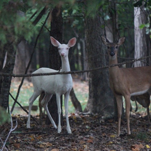 I like to call these deer Ebony and Ivory! They live in my neighborhood in Durham County and make their appearance every evening just before dark. They were extra brave the evening I took this picture. —Cathy Marlowe, Hillsborough, Piedmont Electric  