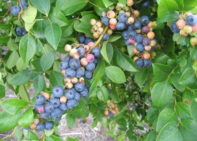 Bountiful blueberries