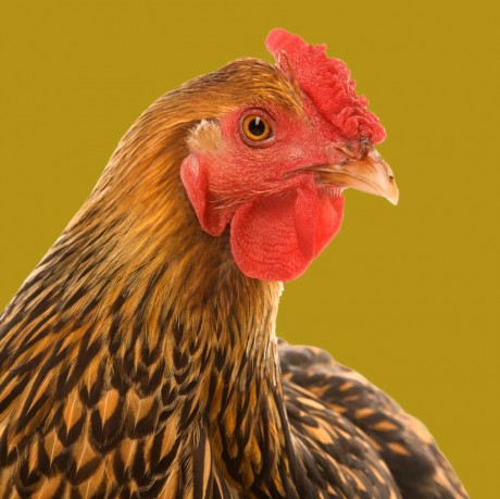 North Carolina braces for avian flu