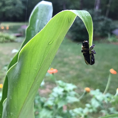 My garden attracted many bumblebees this summer season. During a sudden thunderstorm, I saw this one sheltering on a ginger lily leaf. —Clare Steece-Julich, Mebane, Piedmont Electric
