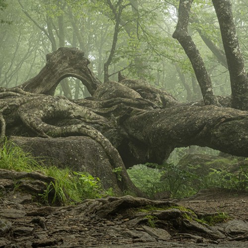 My wife and I drove to Craggy Pinnacle Trail on the Blue Ridge Parkway. A deep fog created a magic scene around this old tree. It looked like a green dragon with three horns and a large eye. —Clarke Cochran, Indian Trail, Union Power Cooperative