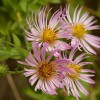 Fall for Climbing Aster