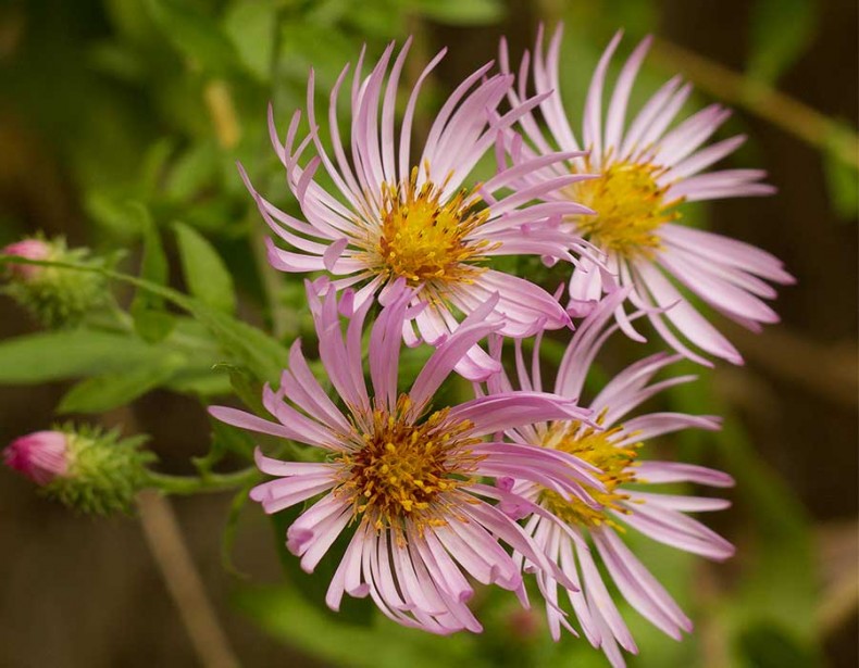 Fall for Climbing Aster