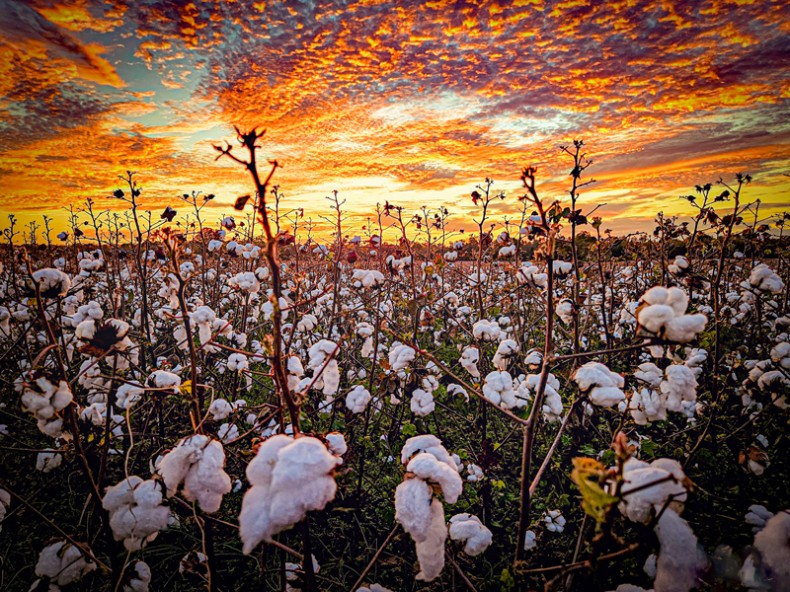 Country Cotton Sunset