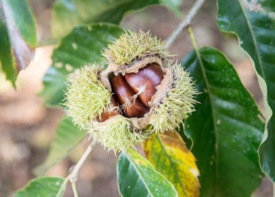 Chestnuts from High Rock Farm