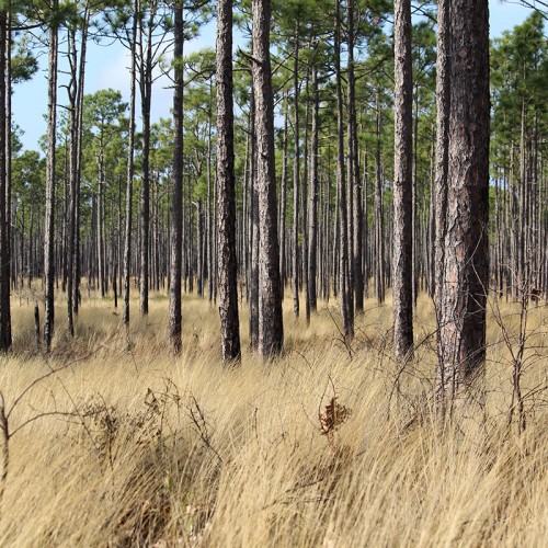 The Croatan National Forest offers a different sort of beautiful landscape—savanna terrain. I feel like this is a part of NC that a lot of people forget about, or don't see. —Daniel Bickers, Wake Forest