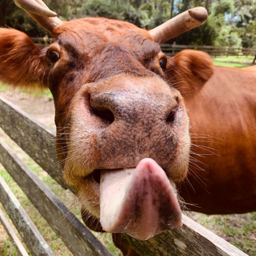 We were vacationing at the Island Farm in Manteo when we walked over to Roxy the cow and she struck this funny pose for us! —Danielle Hill, Union Mills, Rutherford EMC