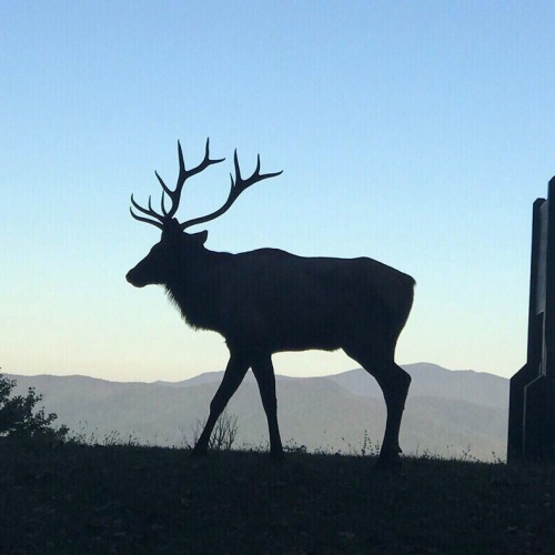 A young elk bugles at sunrise in Cherokee County. —Deborah Hightower, Balsam Grove, A member of Haywood EMC