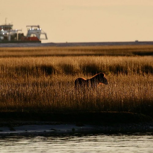 I took this golden-hour photo from the Beaufort waterfront as the sun was setting over Carrot Island. Loved the late afternoon glow of the grazing horse and grass with the passing ship. —Douglas West, Washington, Carteret-Craven Electric Cooperative 