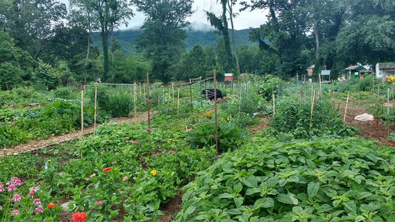 Rethinking Community Gardens