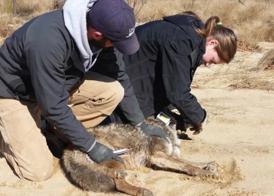 Top Dog: North Carolina’s Tale of the Coyote