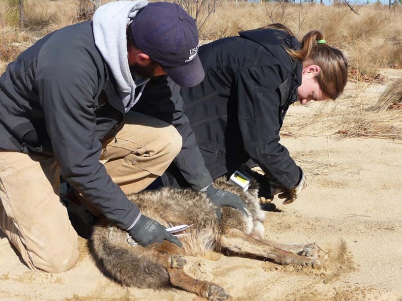 Top Dog: North Carolina’s Tale of the Coyote