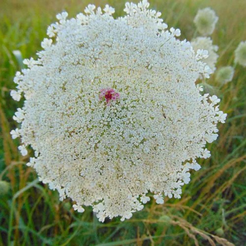Queen Ann’s Lace—springtime brings it up and down the road at our home in North Iredell. When I was younger, my sister and I would pretend it was a parasol. It adds just the right touch to a spring arrangement. —Ellen Hager, Olin, EnergyUnited