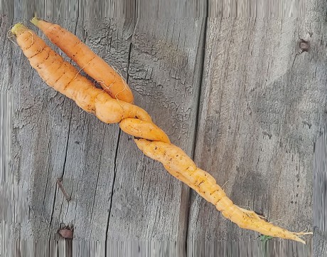 Cool Carrot
