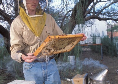 Keeping Honey Bees Abuzz