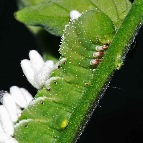Why were my tomatoes missing so many leaves? Then I saw nature’s pesticide in the form of the parasitoid wasp that laid her eggs inside this hornworm. When the adults emerge, they will kill the hornworm! —Erika Young, Shannon, Lumbee River EMC