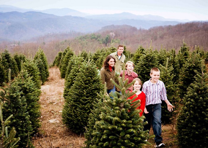 Christmas Tree Traditions