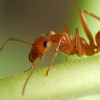 Fall fire ant control