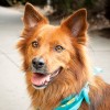 Meet North Carolina’s First Dog Travel Agent