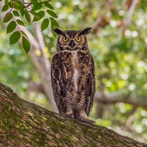 I felt like someone was watching me. I looked out into the trees and about 30 yards away was a great horned owl.  —Frank Ellison, Ocean Isle, A member of Brunswick Electric 