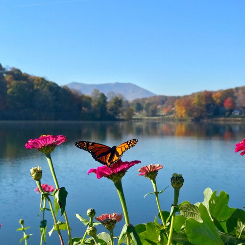 Monarch butterfly on Zinnia overlooking Lake Junaluska in western North Carolina.  —Gary Hutchins, Indian Trail, A member of Union Power Cooperative