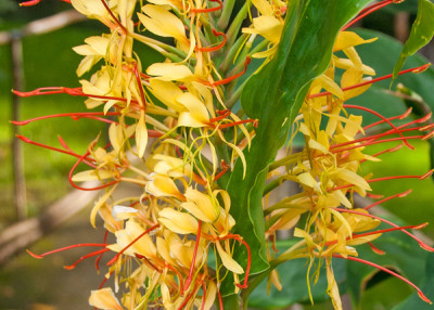 Ginger Lilies are Worth the Wait