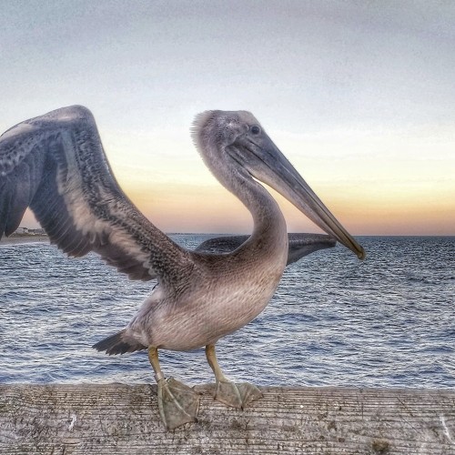 A pelican hanging out at Holden Beach. —Glenis Ann Hall, Supply, A member of Brunswick Electric