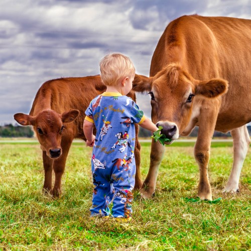My precious nephew Ethan feeding two of our Jersey cows, Juliet and Lil Dude! He loves to help out on the farm! —Gracie Elizabeth, Newton Grove, South River EMC