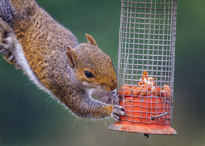 Keep Your Feeder for the Birds