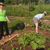 Rethinking Community Gardens