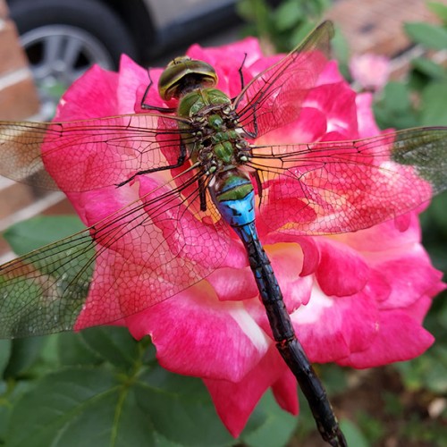 Enjoying a summer day. Noticed one of the many different dragonflies we have in Southeastern NC. The dragon seemed to be enjoying my rose. —James Hewett, Ash, Brunswick Electric