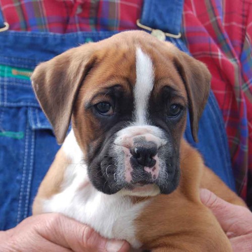 This spring my husband’s parents were thrilled when they adopted their new boxer puppy Roscoe. As Charles M. Schulz, the creator of the Peanuts cartoon strip, once said, “Happiness is a warm puppy.” —Janelle Lambert Tally, Goldston, Randolph EMC
