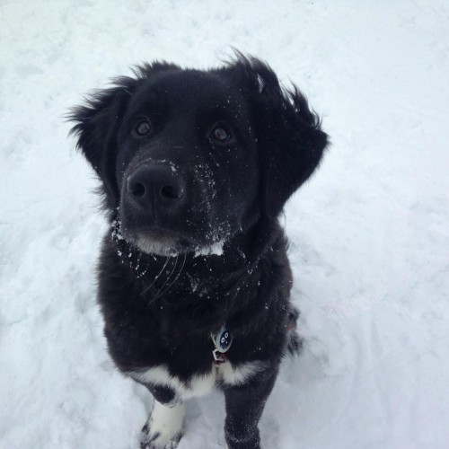 Our puppy Cooper sure enjoyed his first snow! —Janice Franklin, Elon, Piedmont Electric