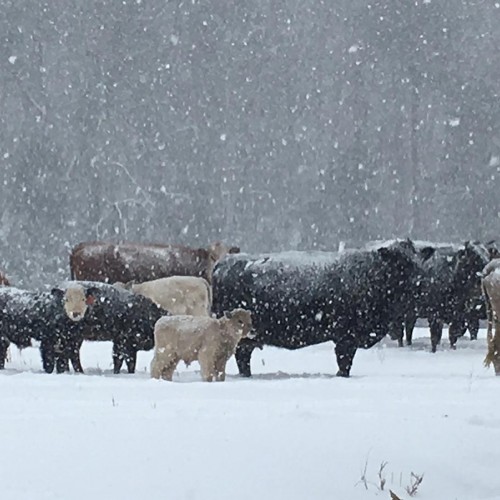 A big snowstorm dusted the cows in the pasture on my farm in Caswell County. —Janice Franklin, Elon, A member of Piedmont Electric