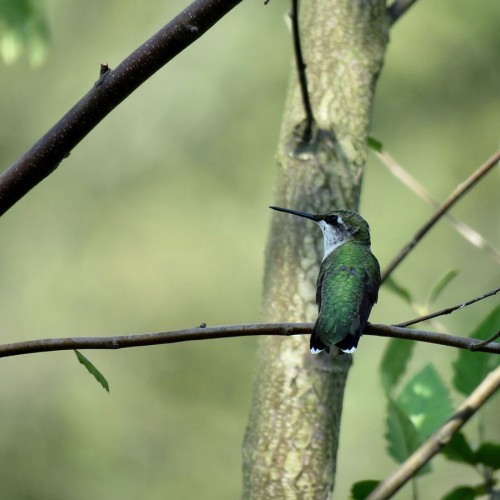 My friend has created a backyard haven to attract birds and butterflies. While visiting her home in Hays this summer, I spotted this hummingbird resting on a tree branch.—Janis Harless,  Jefferson, A member of Blue Ridge Energy