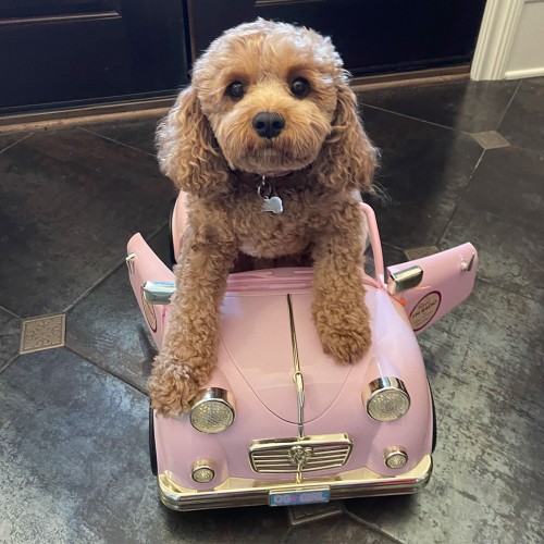 My grandchildren put our 2-year-old Cavapoo in this doll car. They said she needed to go on a trip to the beach to see all of her doggie friends. —Jayme Trainor, Waxhaw